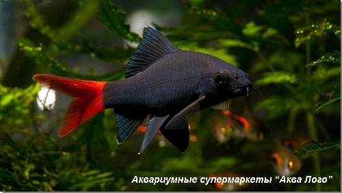 Лабео двухцветный 
Epalzeorhynchos bicolor (Labeo bicolor)