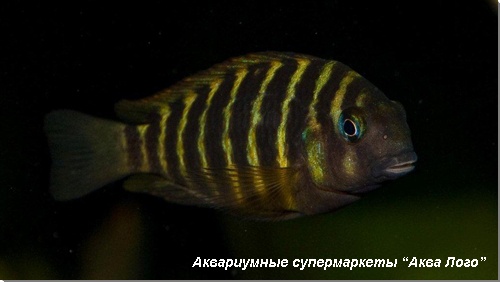 Трофеус тигровый Чива 
Tropheus sp. Chiwa