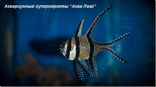 Апогон каудерна тюлевый 
Pterapogon kauderni