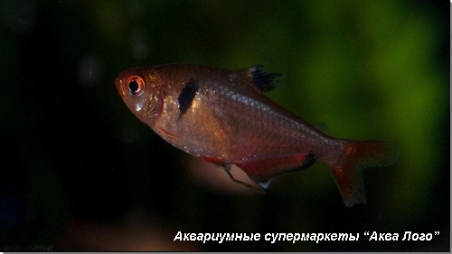 Минор 
Hyphessobrycon minor (Hyphessobrycon callistus minor)