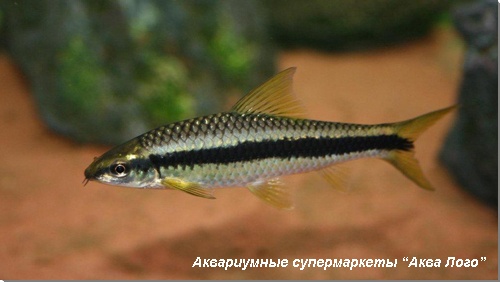 Кроссохейл сиамский Crossocheilus siamensis (Epalzeorhynchos siamensis)