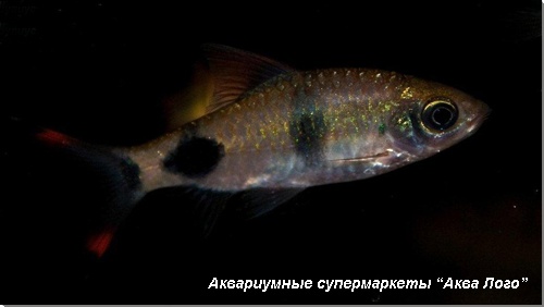 Барбус-арулиус 
Puntius arulius (Barbus arulius, Capoeta arulius)