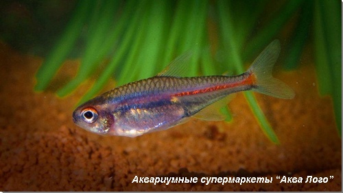 Эритрозонус (тетра пылающая) 
Hemigrammus erythrosonus