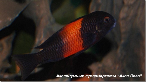 Трофеус мура Бемба 
Tropheus moorii var. Bemba