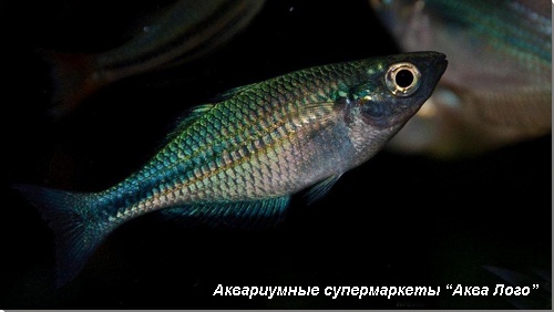 Меланотения озерная 
Melanotaenia lacustris