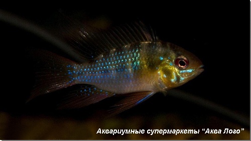 Апистограмма рамирези 
Microgeophagus ramirezi (Apistogramma, Papiliochromis ramirezi)