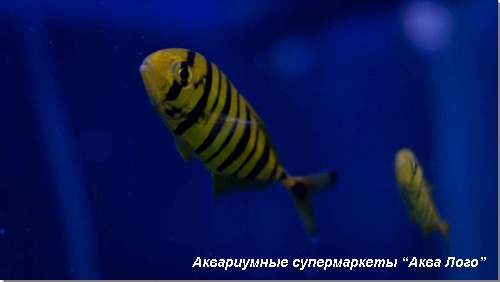 Каранг золотой 
Gnathanodon speciosus