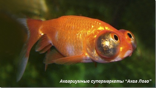 Золотая рыбка звездочет красный 
Carassius auratus