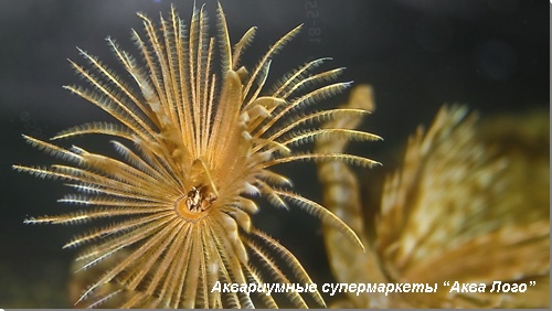 Сабеластарта индийская простая 
Sabellastarte spectabilis