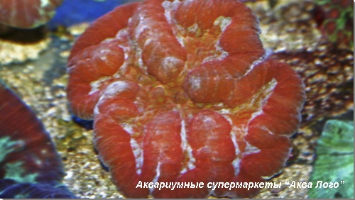 Симфиллия 
Symphyllia sp.