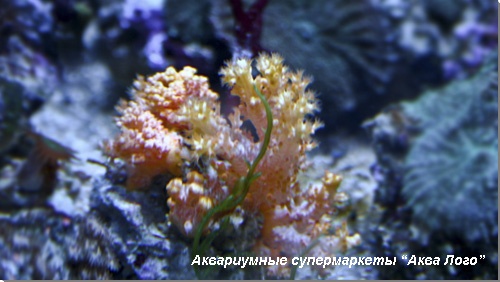 Дендронефтия 
Dendronephthya sp.