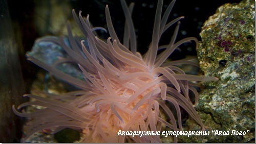 Цериантус (трубчатый анемон) Ceriantharia Gen.sp.