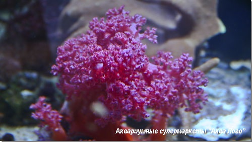 Дендронефтия Dendronephthya sp.