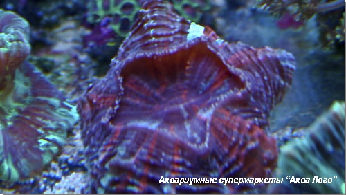 Сколимия Scolymia sp.