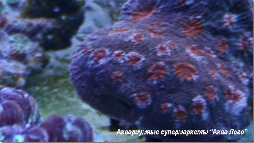 Акантастрея Acanthastrea sp.