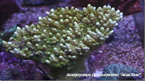 Акропора цветная Acropora sp.