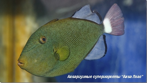 Спинорог-мелихт розовохвостый  Melichthys vidua