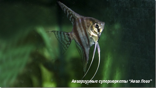 Скалярия Красная спина  Pterophyllum scalare var.