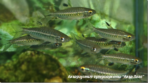 Конго красный (Тетра Арнольда)  Arnoldichthys spilopterus