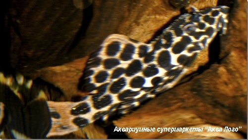 Псевдакантикус леопардовый  Pseudacanthicus leopardus (Stoneiella leopardus)