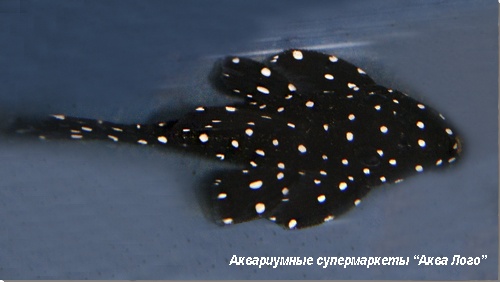 Лепоракантикус галаксиас L007  Leporacanthicus cf. galaxias L007