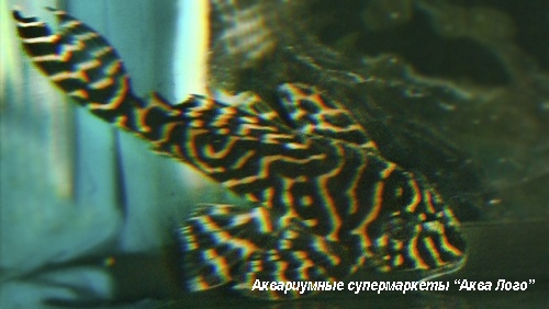 Гипанциструс  Hypancistrus sp.