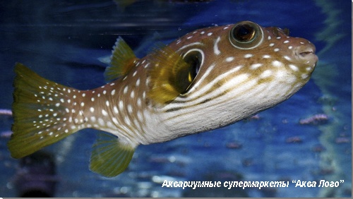 Аротрон белопятнистый  Arothron hispidus