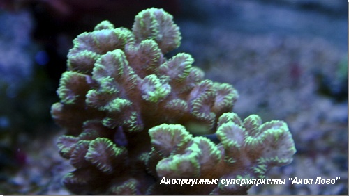 Мерулина  Merulina sp.