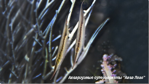 Кривохвостка обыкновенная (Морская уточка)  Aeoliscus strigatus