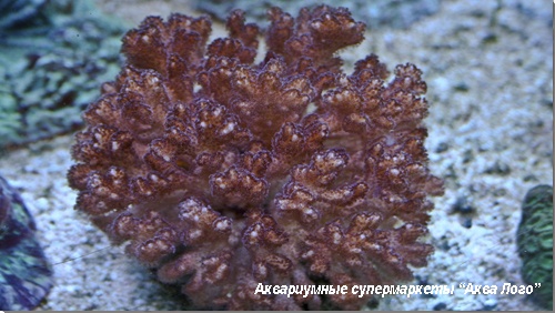 Поциллопора  Pocillopora sp.