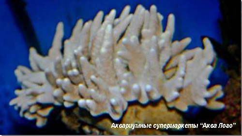 Лобофитум  Lobophytum sp.