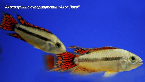 Апистограмма Какаду  Apistogramma cacatuoides (A. cacaduense)