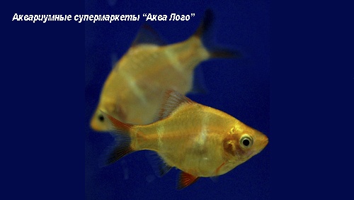 Барбус суматранский альбинос  Puntius tetrazona var. (Barbus tetrazona, Capoeta tetrazona)