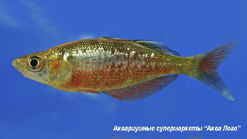 Глоссолепис красный (Атерина красная)  Glossolepis incisus