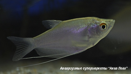 Гурами лунный  (Трихогастр лунный)  Trichogaster microlepis