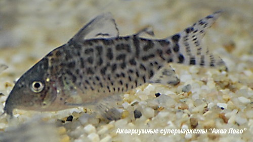 Коридорас пятнистый  Corydoras punctatus