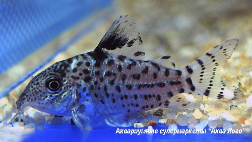 Коридорас Агасица  Corydoras agassizii