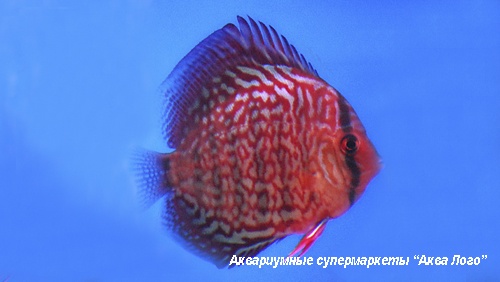 Дискус туркис красный  Symphysodon aequifasciatus var.
