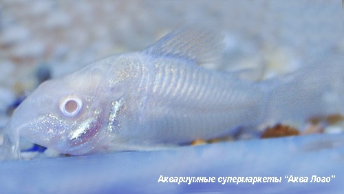 Коридорас крапчатый альбинос  Corydoras paleatus var.