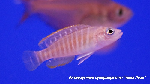 Лампрологус симилис  Neolamprologus similis