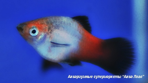 Пецилия трёхцветная  Xiphophorus variatus