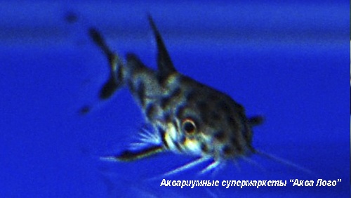 Синодонтис гибридный  Synodontis sp.