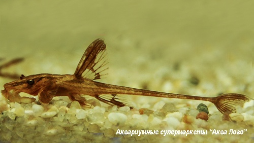 Лорикария красная  Rineloricaria sp.