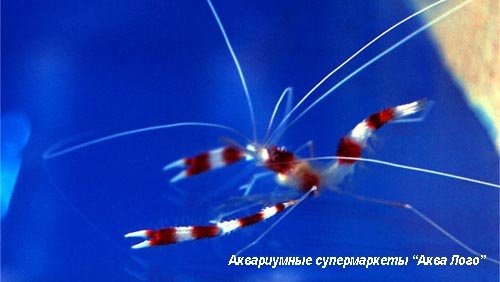 Креветка-боксер полосатая  Stenopus hispidus