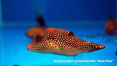 Иглобрюх острорылый жемчужный  Canthigaster margaritata