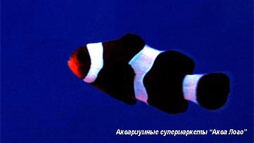 Клоун оцеллярис (трехленточный) черный  Amphiprion ocellaris