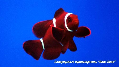 Клоун премнас (Красный трехполосый клоун)  Premnas biaculeatus