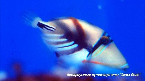 Спинорог Пикассо колючий (акулеатус)  Rhinecanthus aculeatus