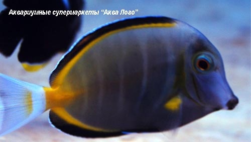 Хирург японский (бронзовый)  Acanthurus japonicus