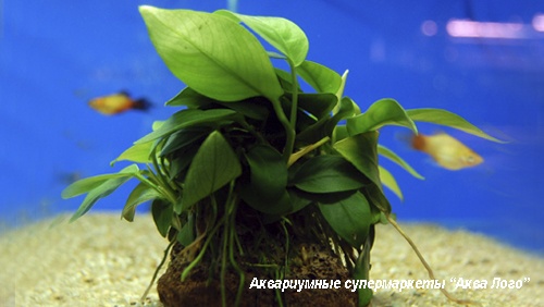 Анубиас Бартера на камне  Anubias barteri